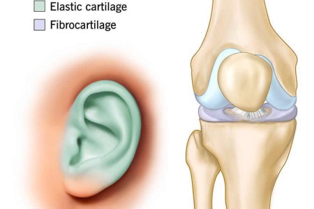 Cartilage