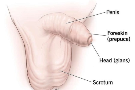 Foreskin
