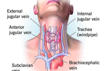Jugular Vein