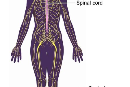 Peripheral Nervous System (PNS)
