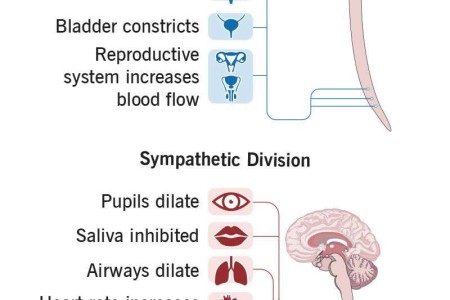Autonomic Nervous System