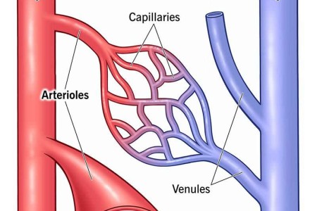 Arterioles