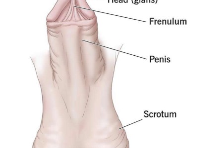 Penis Frenulum