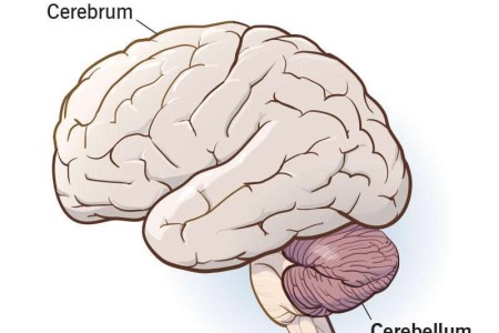 Cerebellum