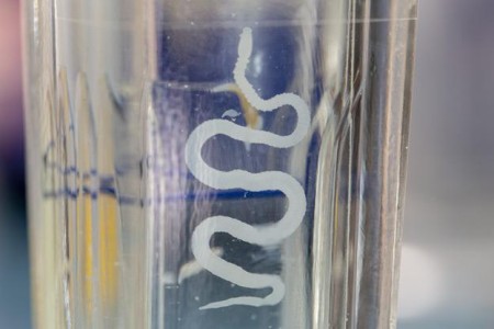 Tapeworm Infection