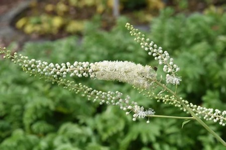 What Black Cohosh Can (and Can’t) Do for Menopause Symptoms