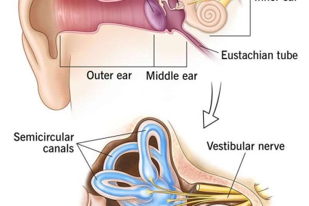 Ear
