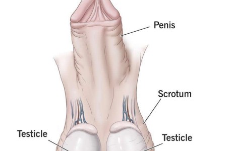Testicles