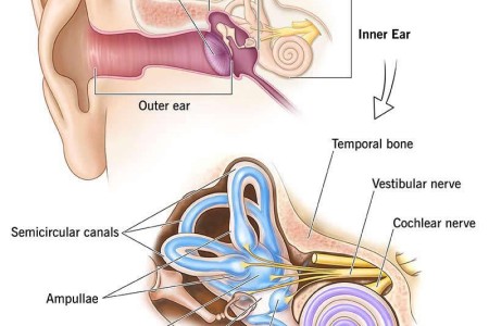 Inner Ear