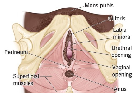 Perineum