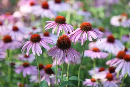 Echinacea: Can It Boost Your Immunity?
