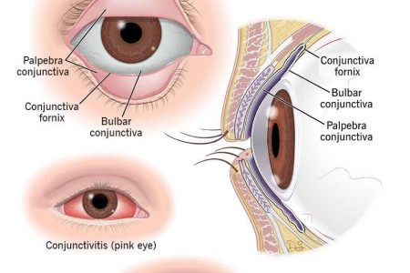 Conjunctiva