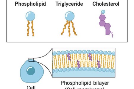 Lipids