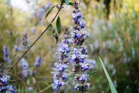 What Is Chasteberry, and What Can It Do?