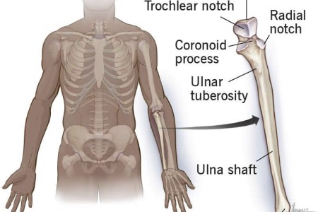Ulna