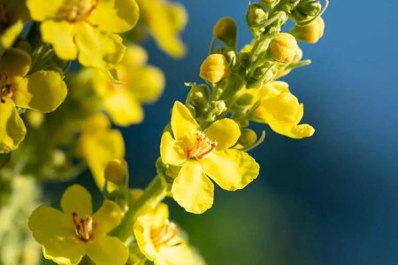 How Mullein Benefits Your Lungs