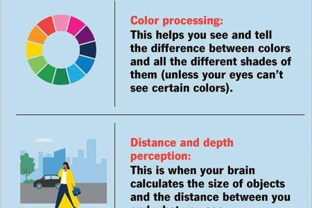 Occipital Lobe