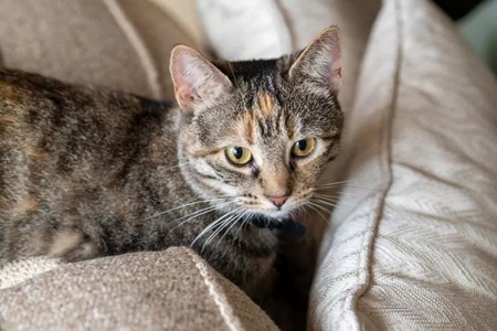 How To Reduce Pet Dander To Help With Allergies