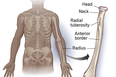 Radius