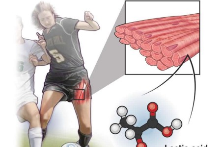 Lactic Acid