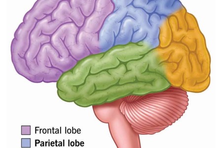 Parietal Lobe