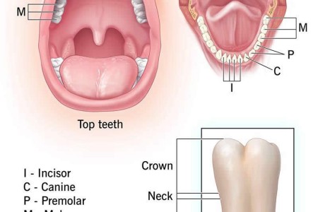 Teeth