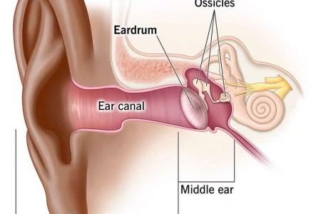 Tympanic Membrane (Eardrum)