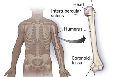 Humerus