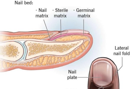 Nail Matrix