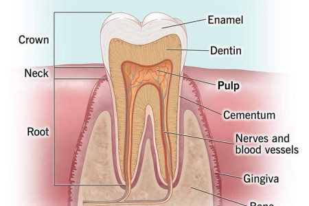 Tooth Pulp