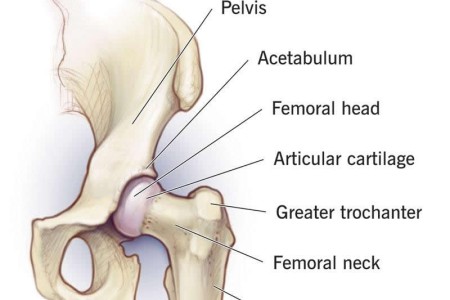 Hip Joint