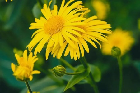Arnica: What It Is and How To Use It