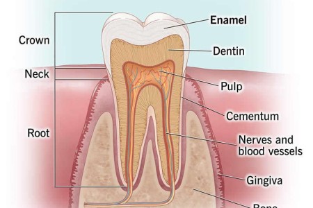 Tooth Enamel