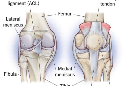 Knee Joint