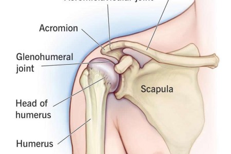 Shoulder Joint