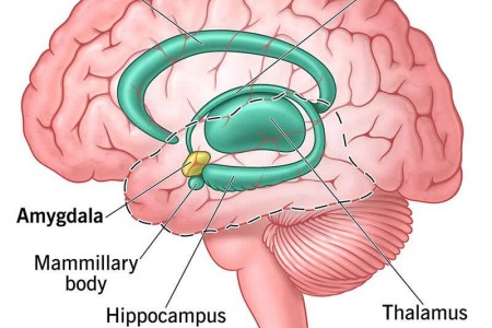 Amygdala