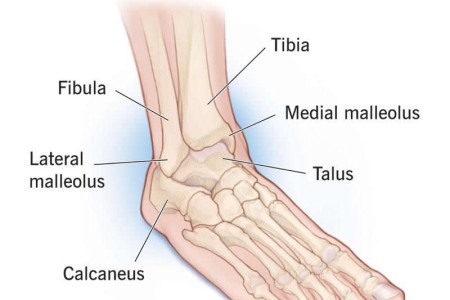 Ankle Joint