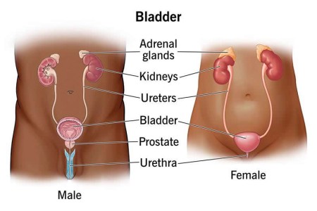Bladder