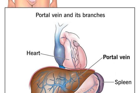 Portal Vein