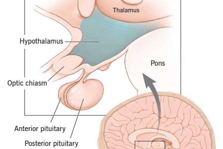 Hypothalamus