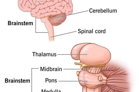 Brainstem