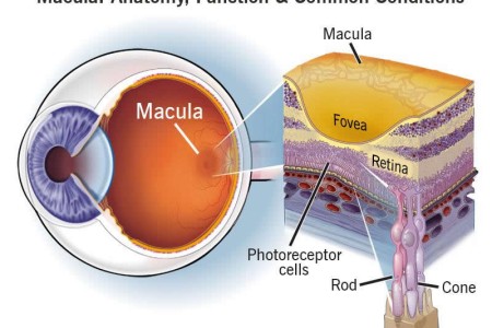 Macula