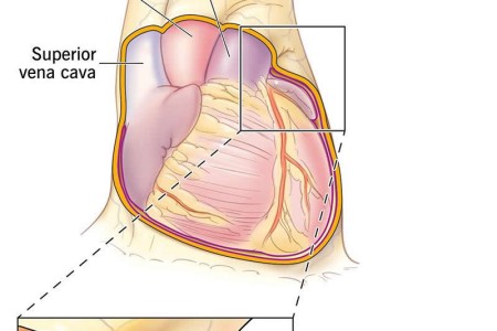 Pericardium