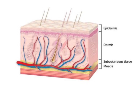Skin