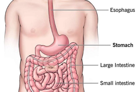 Stomach
