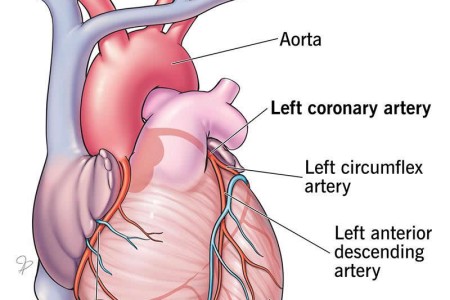 Coronary Arteries
