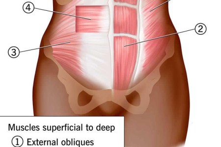 Abdominal Muscles