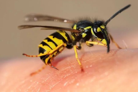 Simple Steps To Treat Bee and Wasp Stings — Plus Tips To Prevent Them