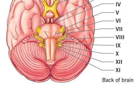 Cranial Nerves
