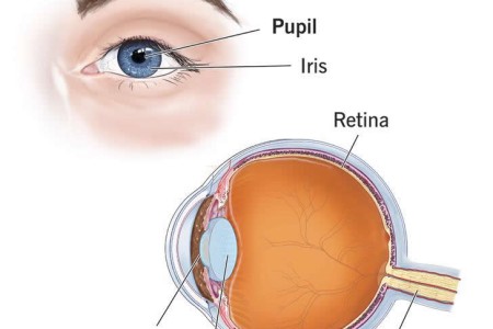 Pupil of the Eye